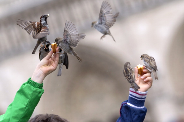 Des passants nourrissent des moineaux sur le parvis de Notre-Dame (KENZO TRIBOUILLARD/AFP/Getty Images)