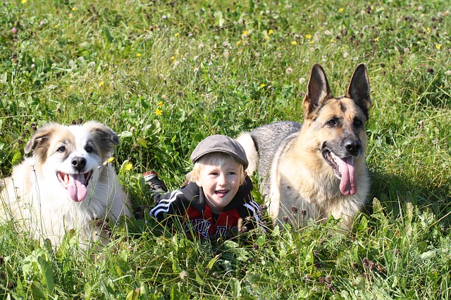 «Les animaux sociaux comme les chiens ont besoin de socialiser, ainsi des chiens régulièrement isolés et qui n’ont pas le moyen de socialiser avec d’autres chiens sont bien souvent malheureux. Ils ont besoin de courir, de sentir, d’explorer, de ronger. (Pixabay)