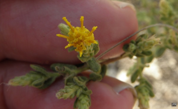 Chiliadenus Iphionoides est efficace dans le traitement du diabète. (Wikimedia Commons)