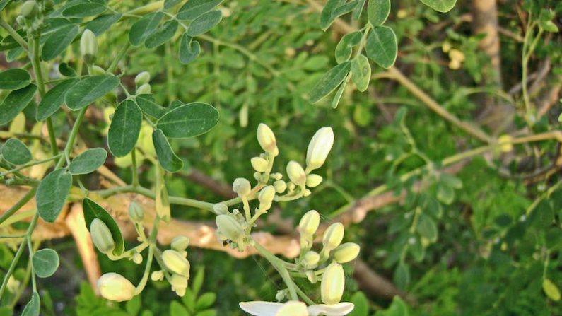 Le moringa. (AMALAN619/Wikimedia)