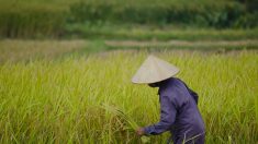 Le riz sous toutes les coutures