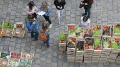 Paris et le pari d’une ville « comestible »