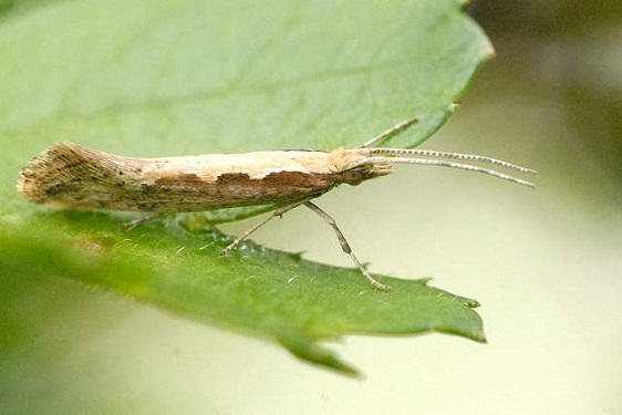 Un Plutella xylostella adulte (Teigne des choux). 