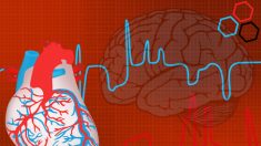 Le cœur fonctionnerait-il comme le cerveau?