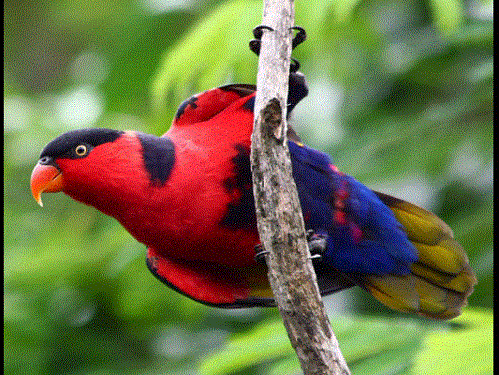 Le perroquet tricolore est un oiseau qui migre à travers le monde par le commerce des espèces exotiques. (Wikimedia commons)
