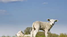 Le lait de brebis serait-il meilleur pour la santé ?