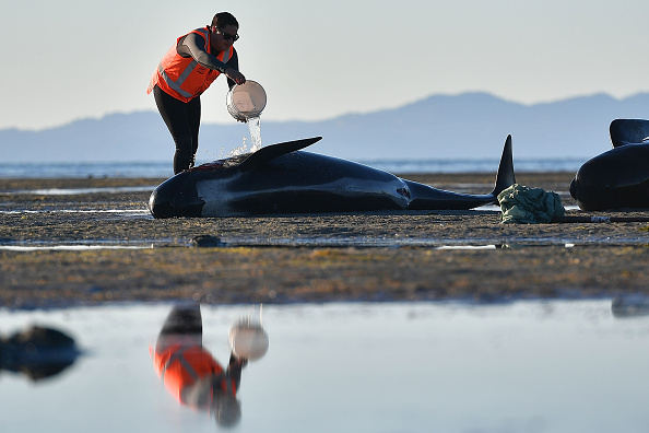 Échouage en masse de gobicéphales sur une plage de Nouvelle-Zélande, le 11 février 2017 (MARTY MELVILLE/AFP/Getty Images)