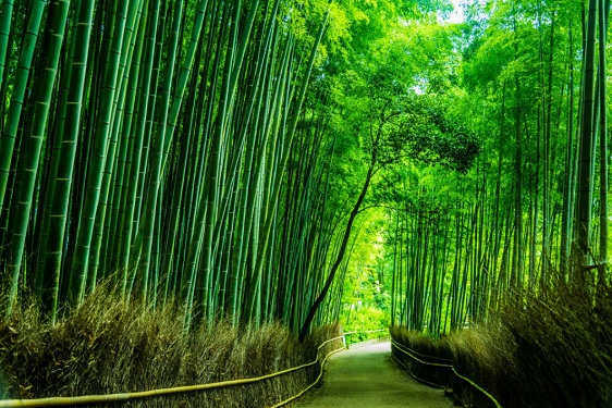 Forêt de bambou. (Fotolia)