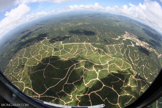 Une plantation d’huile de palme à Bornéo en Malaisie. (Rhett A. Butler/Mongabay)