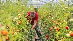 Les industriels seraient-ils en train de gagner la bataille du bio ?