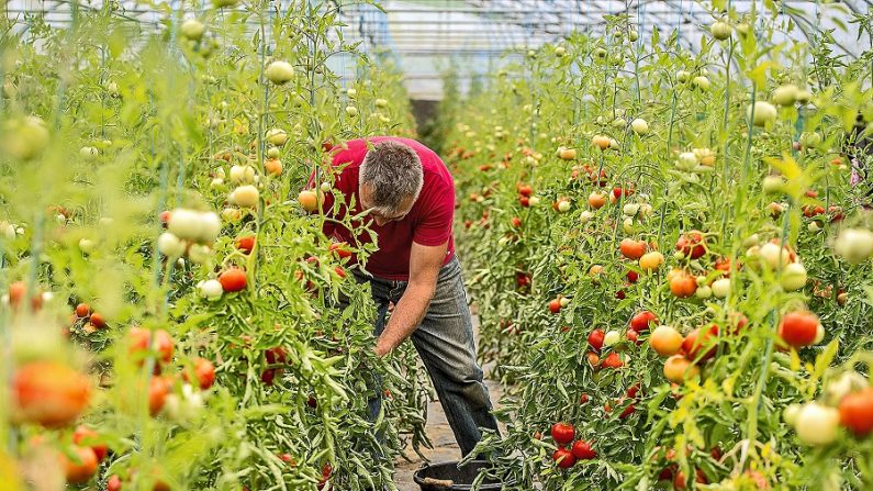 Le bio fait l’objet d’une bataille idéologique entre les industriels et les petits exploitants.  (PHILIPPE HUGUEN/AFP/Getty Images)