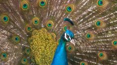 La beauté des plumes de paon au microscope