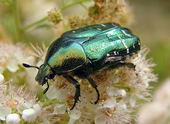 Photo de la Cétoine dorée, ou « Hanneton des roses », un insecte coléoptère de la famille des Cetoniidae.(Rose Chaffer - Wikimedia Commons)