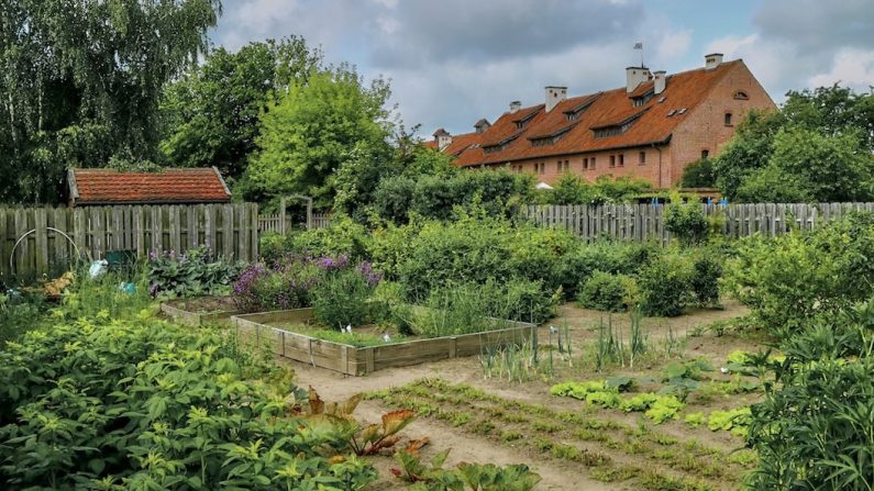 La Mazurie avec à perte de vue des forêts de bouleaux, des champs de coquelicots, des lacs reliés par un labyrinthe de rivières et des hameaux de maisons de briques rouges enserrés autour de petits potagers où les herbes aromatiques et les petits fruitiers encadrent des plants de légumes. (Charles Mahaux)