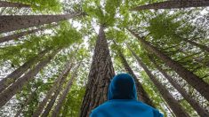 Suède: des forêts pour lutter contre les maladies liées au stress