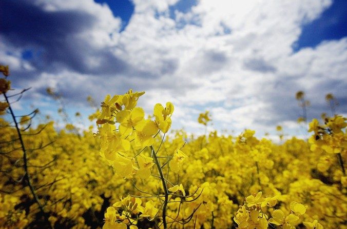 Un champ de colza oléagineux du Pertshire, en Écosse. (CHRISTOPHER FURLONG/GETTY IMAGES)