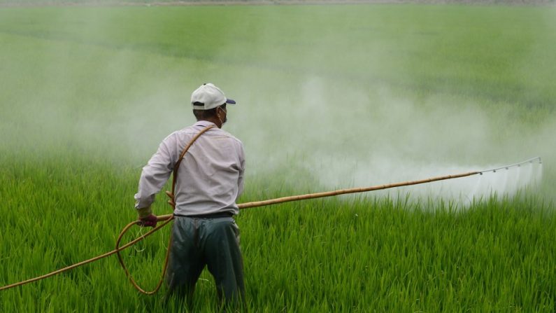 Les agriculteurs chinois sont bien conscients de la toxicité de leurs pesticides, mais ils les utilisent à cause de leur efficacité ( pixabay / CC0 1.0)