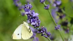 Se départir des pesticides dont nous n’avions pas voulu…