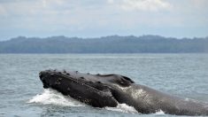 L’Union soviétique a tué des dizaines de milliers de baleines pratiquement sans raison