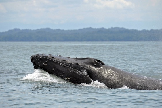 Une baleine à bosse nageant à la surface de l’océan Pacifique au parc national naturel d'Uramba Bahía Málaga en Colombie, le 20 septembre 2015.  (MIGUEL MEDINA/AFP/Getty Images)