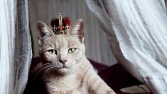 Comment les chats se sont servis de l’homme pour conquérir le monde (leur ADN vient de parler)