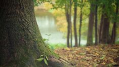 Passer du temps en pleine nature favorise la créativité