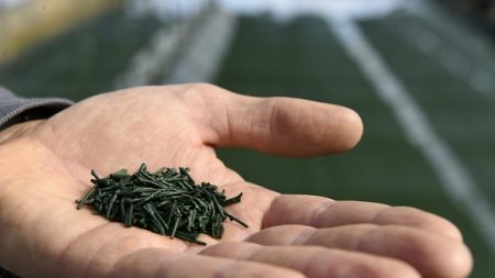 « J’ai tout perdu » : il retrouve son exploitation de spiruline vandalisée et dévastée