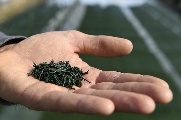 La spiruline contient plusieurs antioxydants capables de lutter contre les radicaux libres et de protéger l’organisme contre le vieillissement cellulaire et le stress oxydatif. (Philippe Desmazes/AFP/Getty Images)