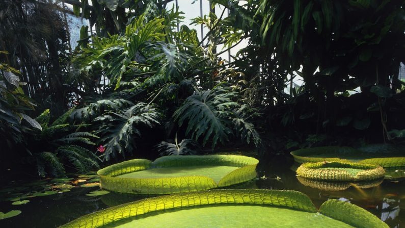 Parc du moulin à Tan et serres tropicales, Sens. Jean-Baptiste Leroux. Photographie positif couleur 58,1 x 58,6 cm. (Collection Jean-Baptiste Leroux, Dist. RMN-Grand Palais/Jean-Baptiste Leroux)