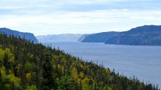 La majesté du fleuve et de ses hôtes 