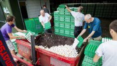 Scandale des oeufs contaminés: 7 pays touchés