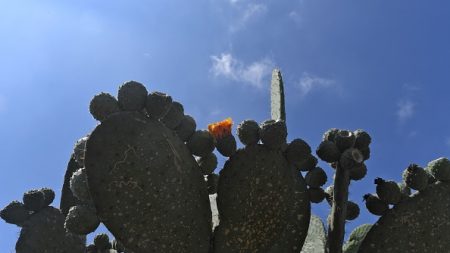 Le nopal : une plante polyvalente qui a plus d’un tour dans son sac