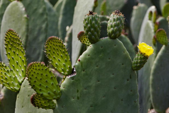 Considéré comme une plante sacrée par les peuples précolombiens, le nopal représente un aliment très nutritif et énergétique, mais il s'avère également essentiel dans le cadre de l'obtention du colorant rouge carmin. (Omar Torres/AFP/Getty Images)