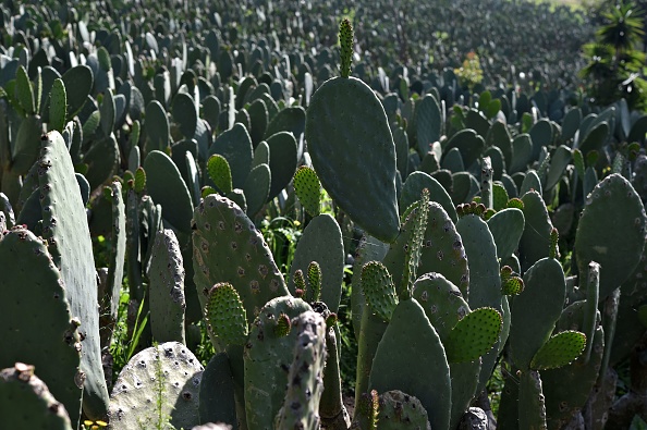 Plante aux multiples vertus, le nopal représente notamment un précieux allié des systèmes digestif et cardiovasculaire, mais il entre aussi dans la composition de nombreux soins d'hygiène et de produits de beauté, à même de préserver les cellules de la peau et le cuir chevelu. (Yuri Cortez/AFP/Getty Images)