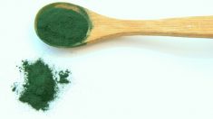 La spiruline sera-t-elle l’aliment miracle du XXIᵉ siècle ?