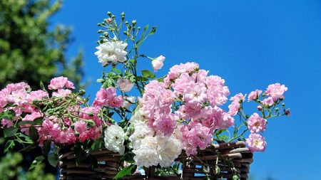 La rose, une délicate esthéticienne