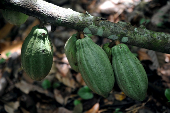 Originaire d'Amérique latine où les autochtones l'apprécient depuis la nuit des temps, le cacao propose une histoire complexe, ponctuée de multiples rebondissements. Découvert il y a quelques siècles seulement par des conquistadors avides de trésors, il constitue désormais une ressource agricole très convoitée.  (Hector Retamal/AFP/Getty Images)