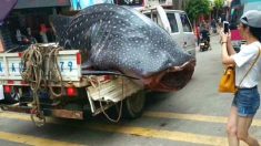 Un requin-baleine est traîné à travers la ville et coupé en morceaux en public