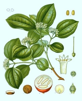 Nux Vomica: un remède homéopathique important contre l’insomnie. (Franz Eugen Kohler Wikimedia)（攝影: / 大紀元）