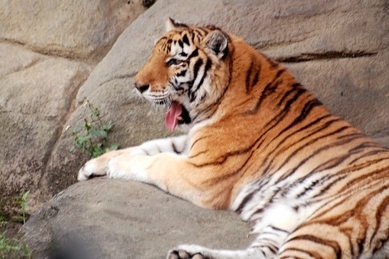 Majestueux, un tigre se repose sur un rocher. Le célèbre peintre chinois Gu Kaizhi était également connu sous le surnom de u00abTête de tigre», signifiant le « Chef des tigres ». (Jiayi Wang/Epoch Times) 