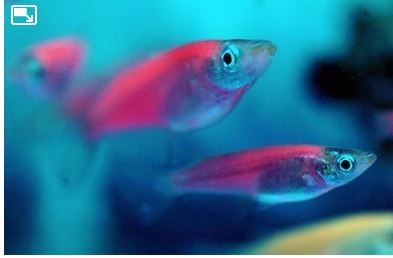 Certains poissons génétiquement modifiés brillent dans le noir ou sous les néons. (Sam Yeh/AFP/Getty Images) 