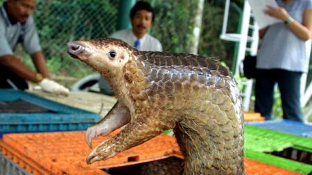 Le Ghana : Il faut réformer la lutte contre le braconnage des pangolins