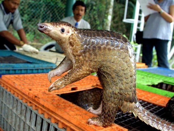 Un pangolin malais est sorti de sa cage après avoir été confisqué par le Département de la faune et des parcs naturels de Kuala Lumpur –
JIMIN LAI/AFP/Getty Images


