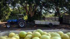 Afrique du Sud : manifestation de blancs contre les attaques de fermes