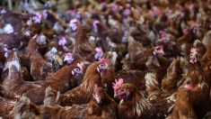 Pays-Bas: le fumier contaminé au fipronil est un  casse-tête pour les éleveurs