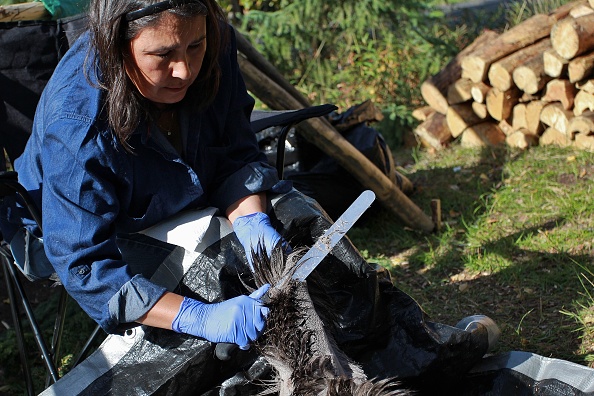 Lucy Ann Yakeleya enlève la fourrure d'une peau de manière traditionnelle, les poils pourront orner des paniers locaux faits en écorce de bouleau. Dans la culture autochtone, toutes les parties de l’animal doivent être utilisées. (MELINDA TROCHU/AFP/Getty Images)