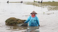 Vietnam : les inondations font 54 morts et 39 disparus