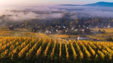 Vin : un climat défavorable à Bacchus en 2017