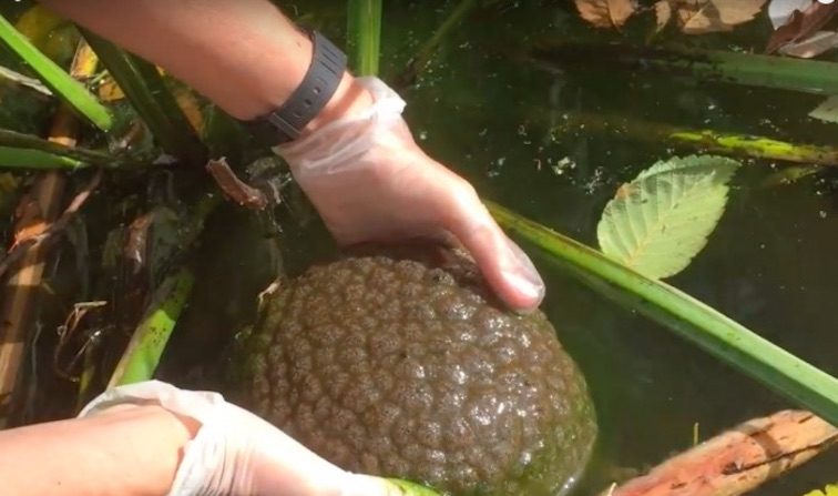 Un amas de bryozoaires est retiré de l’eau de la lagune du parc Stanley à Vancouver. (Vancouver Courier/Youtube)