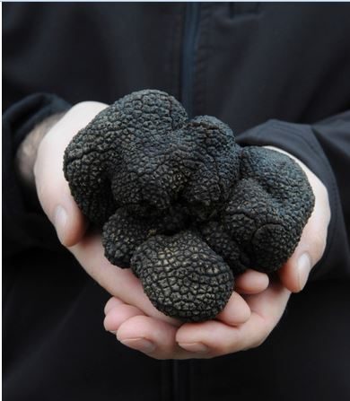 Tuber melanosporum, la truffe noire du Périgord. (Pierre Sourzat) 